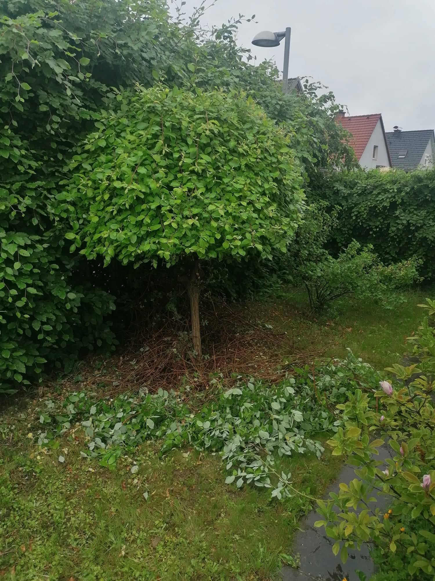 Baum- und Strauchpflege