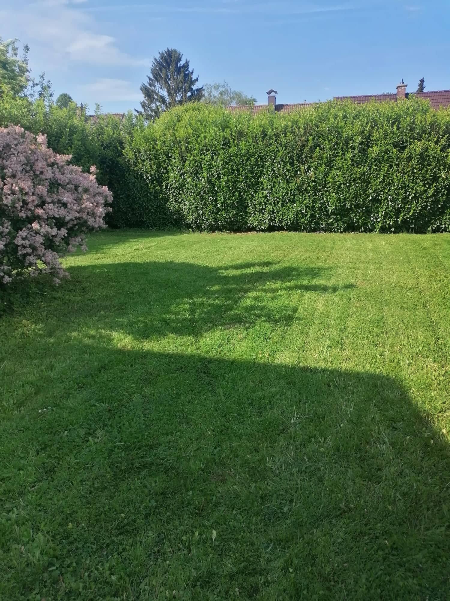 Gepflegter Rasen